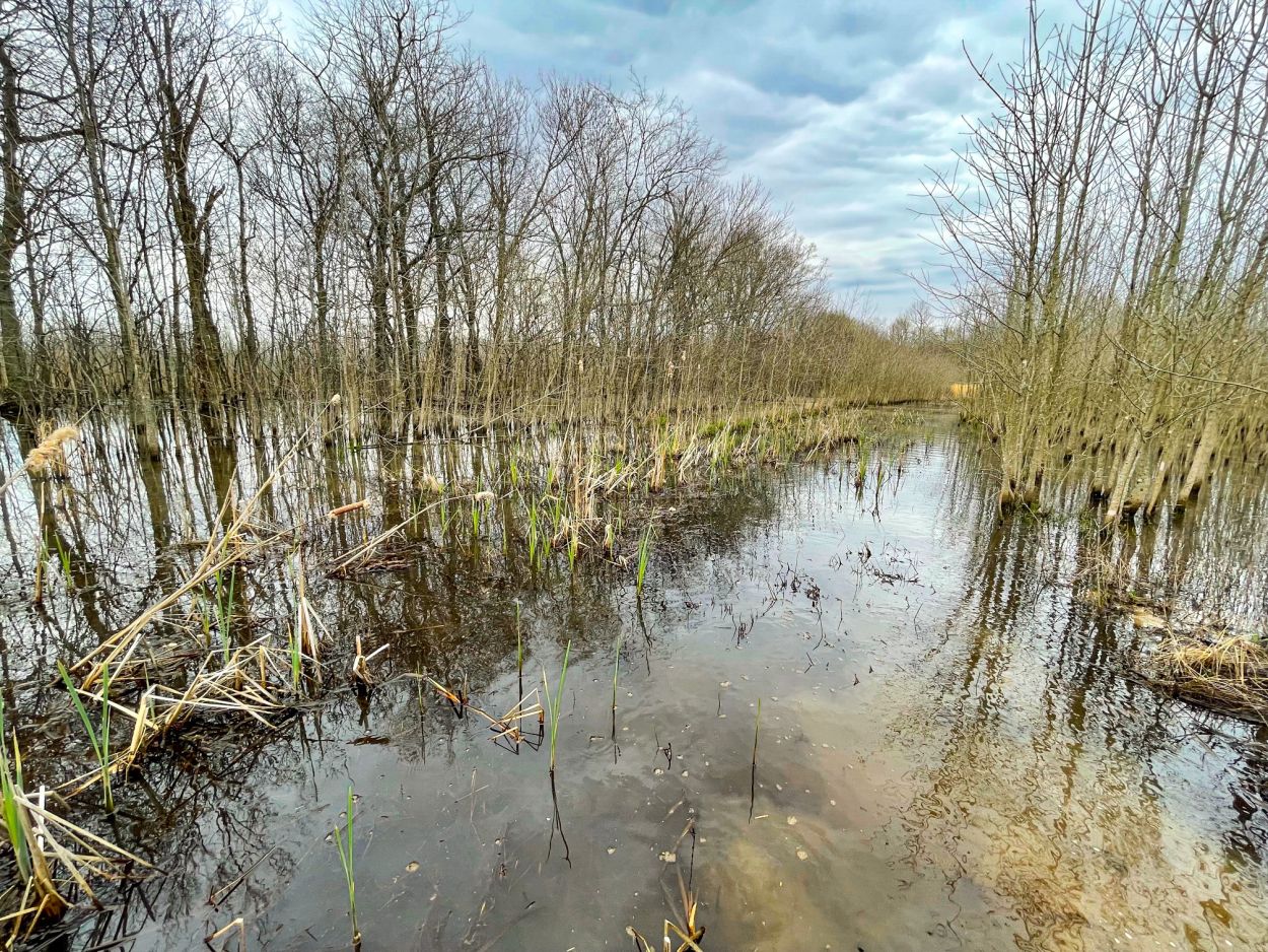 Highway 53 - Wetland acreage