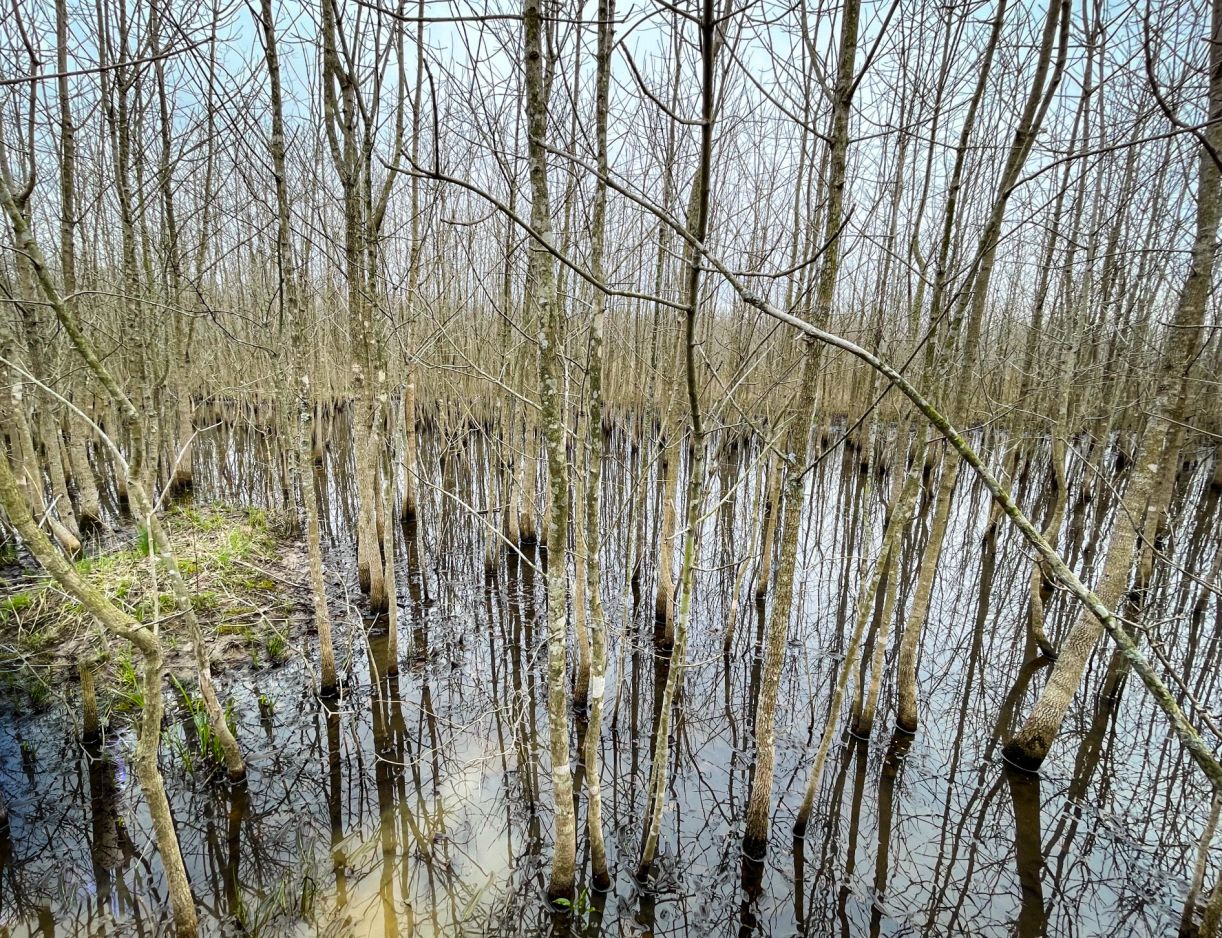 Highway 53 - Wetland acreage